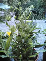 blaue stach2.webp
