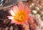 DSC02128 - 2011-09-13 - echinopsis.JPG