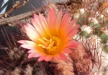 DSC02128 - 2011-09-13 - echinopsis.webp