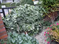SAM_0057.webp