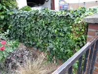 SAM_0058.webp
