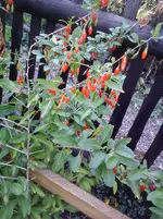 WP_000330.webp