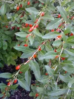 WP_000329.webp