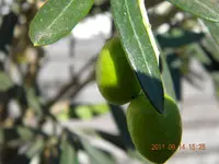 DSCN0828.webp