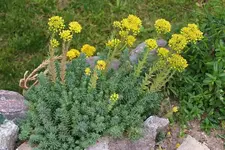IMG_0516_Tripmadam__Sedum_reflexum_.webp