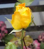 DSC02171 - 2011-09-14 - rose gelb unbekannt.webp