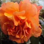 DSC02160 - 2011-09-14 - rose unbekannt.webp