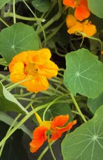 DSC02159 - 2011-09-14 - kapu orange.webp