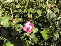 DSC02155 - 2011-09-14 - eibisch -hibiskus.webp