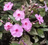 DSC02149 - 2011-09-14 - phlox 2. blüte.webp