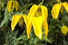 DSC02147 - 201-09-14 - goldwaldrebe.webp
