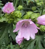 DSC02143 - 2011-09-14 - malven rosa.webp