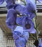 DSC02141 - 2011-09-14 - blauer eisenhut.webp