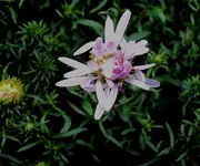 DSC02136 - 2011-09-14 - erste herbstaster lila.webp