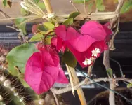 DSC02130 - 2011-09-13 - bougainvillea.webp