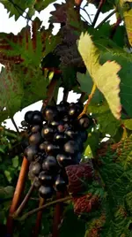 Chevies in den Weinbergen (47 von 52).webp