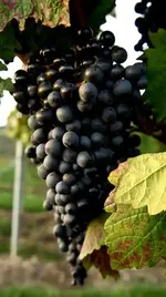 Chevies in den Weinbergen (46 von 52).webp