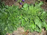 CIMG1487.webp