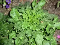 CIMG1486.webp