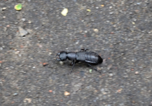 DSC_1226 Kurzflügler.webp