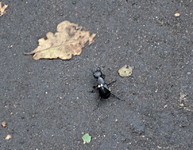 DSC_1228 Kurzflügler evtl. Ocypus olens.webp