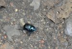 DSC_1256 Käfer im Wald.jpg