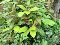 CIMG0178.webp