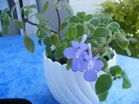 K800_DSCF7012.webp