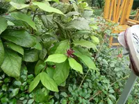 CIMG0175.webp