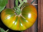 tomato_malakhitovaya_shkatulka.jpg