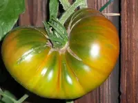 tomato_malakhitovaya_shkatulka.webp