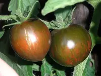 tomato_black_and_brown_boar.webp