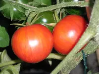 tomato_sweet_carneros_pink.webp
