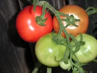 tomato_eva_purple_ball.webp