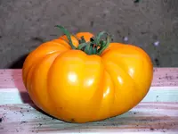 tomato_brandywine_apricot.webp