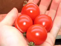 tomato_42_days.webp