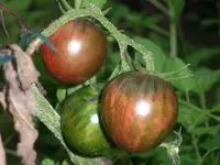 tomato_tzi_bi_u.webp