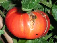 tomato_german_gold.webp