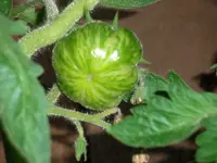 tomato_t4.webp