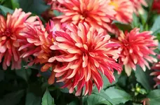 Dahlie_kleiner.webp