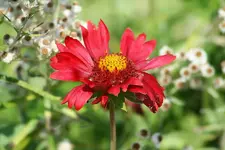 rote Kokardenblume_kleiner.webp