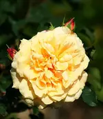 1609 Caramella in voller Blüte_kleiner.webp