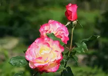 Nachblüte Nostalgie1_kleiner.webp