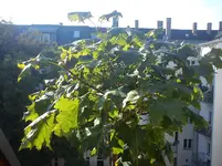 DSC00122.webp