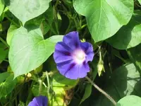 Bild 548.webp