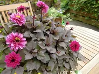 dahlie 001.webp