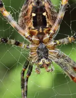 kleine Gruselei.webp