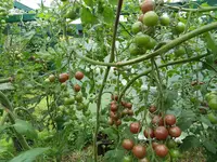 Tomaten Sept. 2011(10).webp