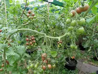 Tomaten Sept. 2011(11).webp