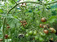 Tomaten Sept. 2011(15).webp